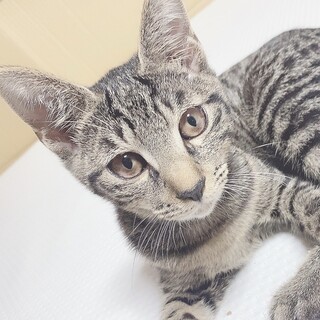終生飼える方求む