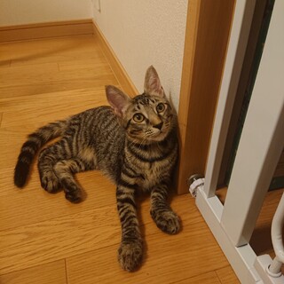 【去勢済み】甘えん坊で人懐こいキジトラ君♂