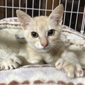 【ロコボーイ】】おかげさまで里親様が決まりました。