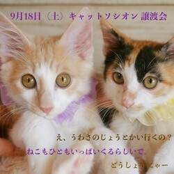 ＊キャットソシオン譲渡会＊第112回