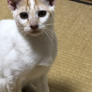 やんちゃ坊主の豊月