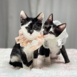 ＊キャットソシオン譲渡会＊第112回 サムネイル2