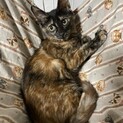 サビ猫の、みかちゃんです♡