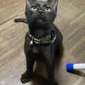 甘えん坊の黒猫くん