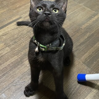 甘えん坊の黒猫くん