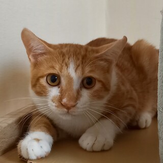 本当は甘えんぼ♥つぶらな瞳のシャイボーイ・ティくん