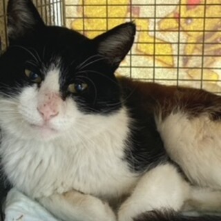 捨てられた５歳位のハチワレ男子