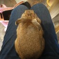 9ヶ月のネザーランドドワーフウサギ