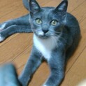 綺麗なグレー白のチビくん