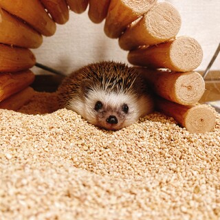 ハリネズミの里親募集