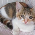 美猫三毛ちゃん