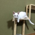 真っ白なユキオくん