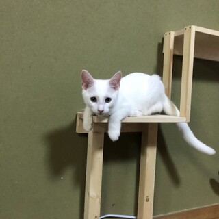 真っ白なユキオくん