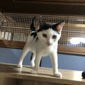 お膝大好き　まる子ちゃん