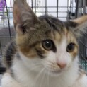 トライアル予定　三毛のミルクちゃん