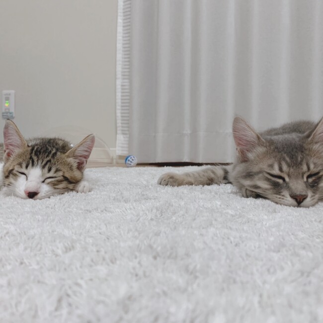nynのカバー写真