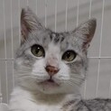 シルバータビーが美しいサバ白のハンサムボーイ