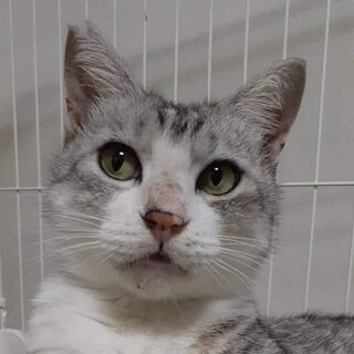 小金井市の猫の里親募集情報まとめ ペットのおうち 月間利用者150万人