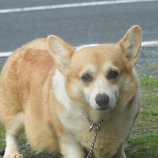 コーギー女の子