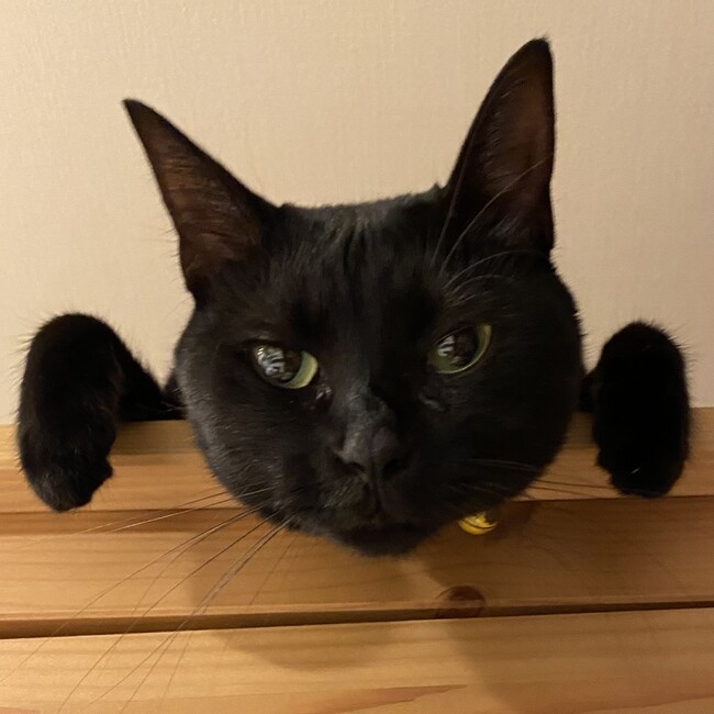 工藤ねこ(めっち)のカバー写真