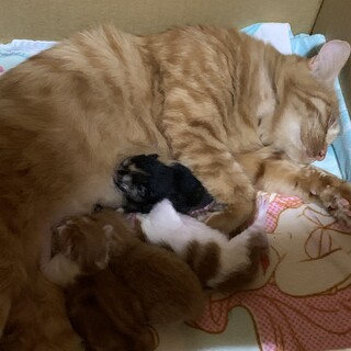 茶トラの女の子です