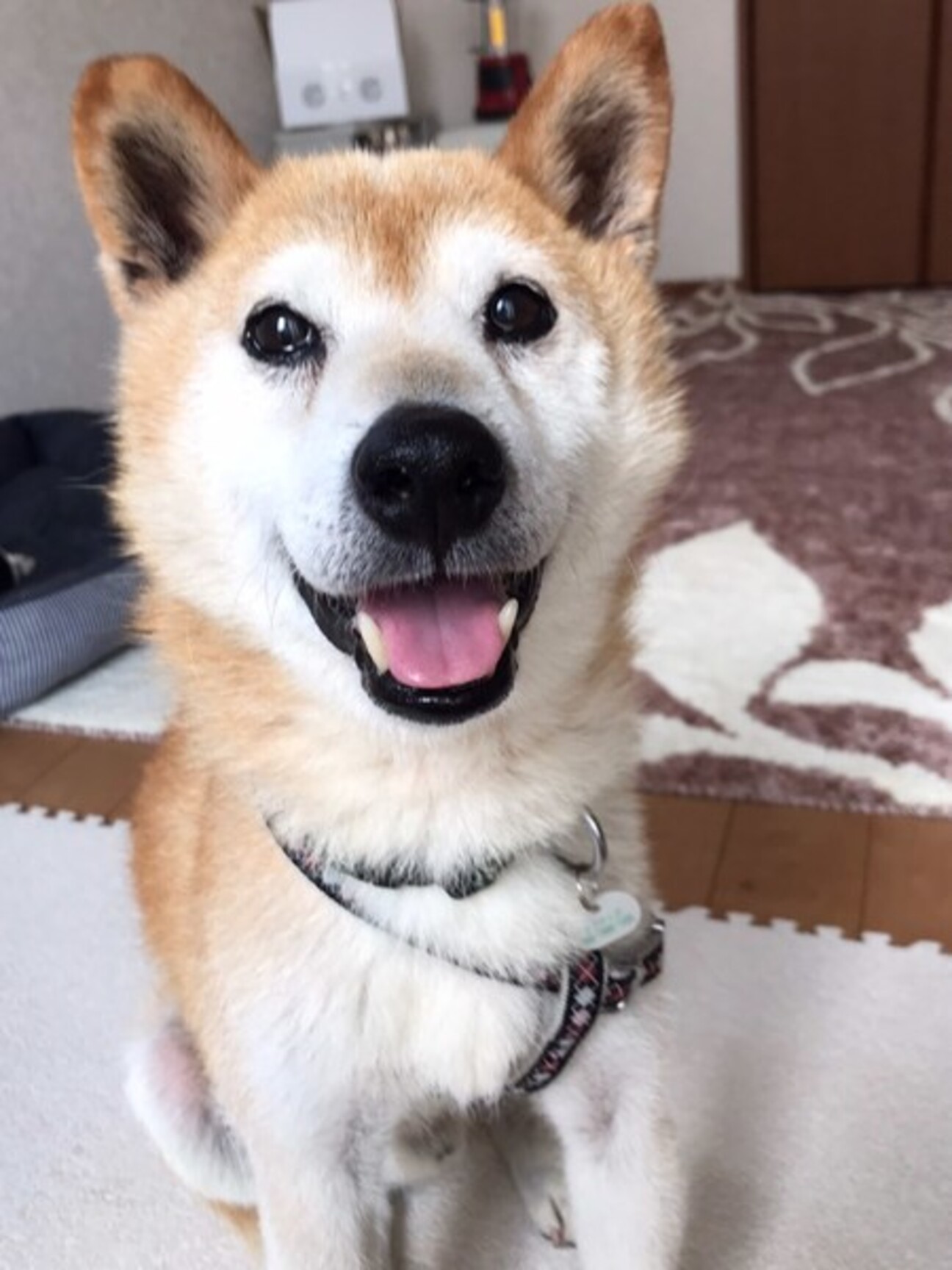柴犬 ともかず 推定10歳 千葉県 犬の里親募集 ペットのおうち 月間利用者150万人