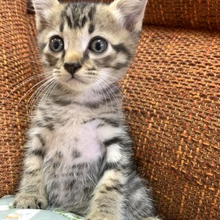 里親さま決まりました☆