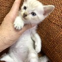 里親さま決まりました☆