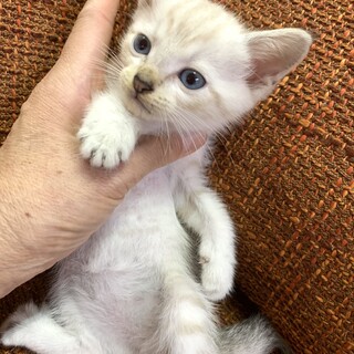 里親さま決まりました☆