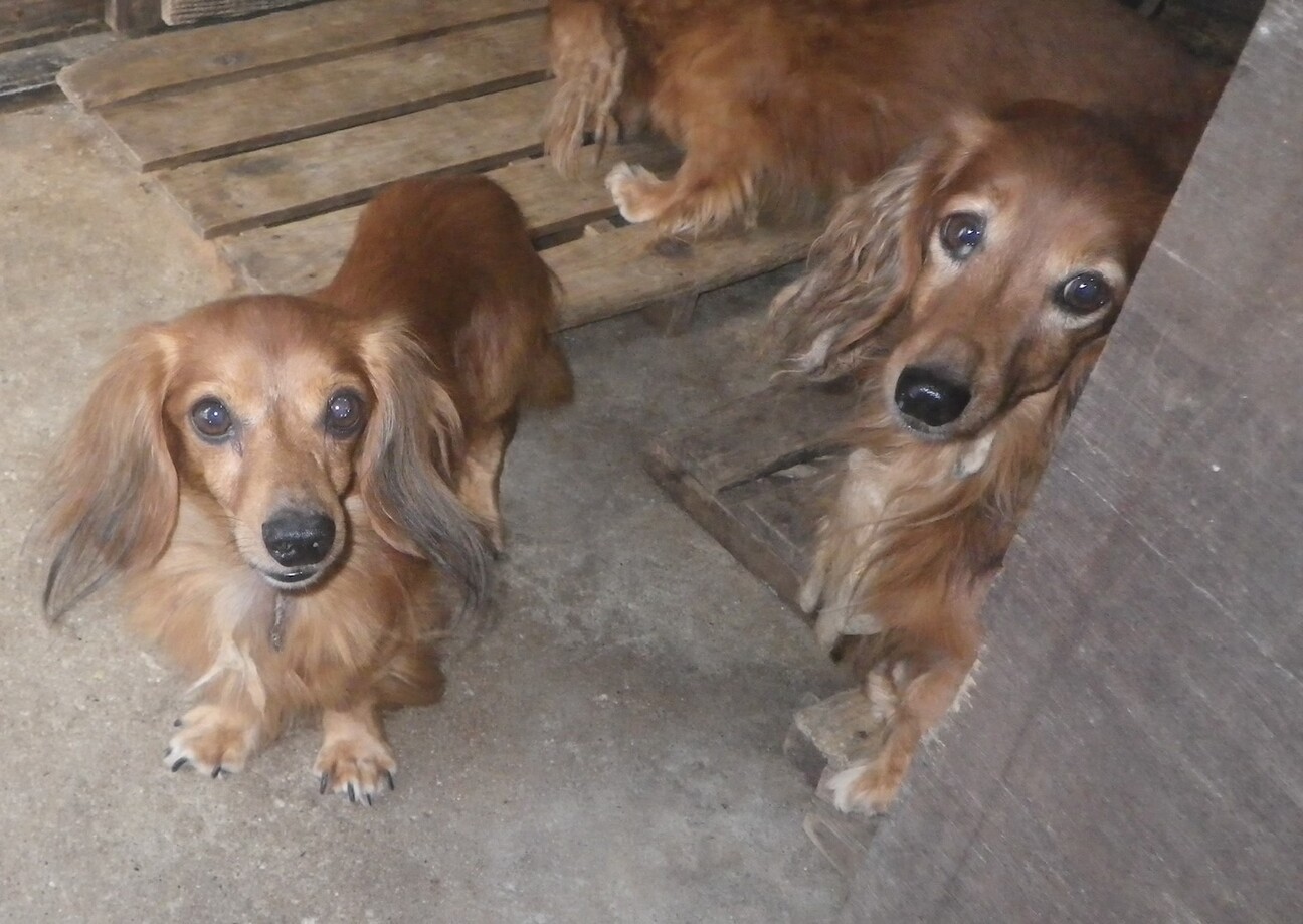 急募 ミニチュアダックス8頭 福岡県 犬の里親募集 3240 ペットのおうち 月間利用者150万人