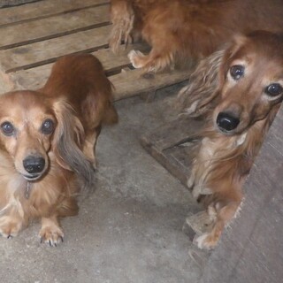 急募！ミニチュアダックス8頭