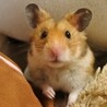 ちーずまる