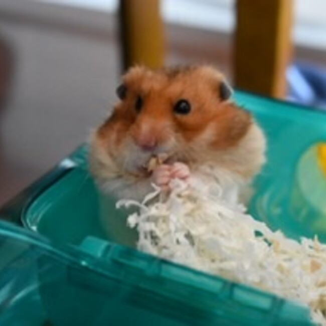 ちーずまるのカバー写真