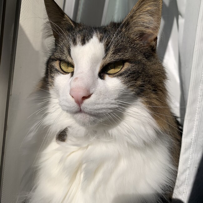 shiho*のカバー写真