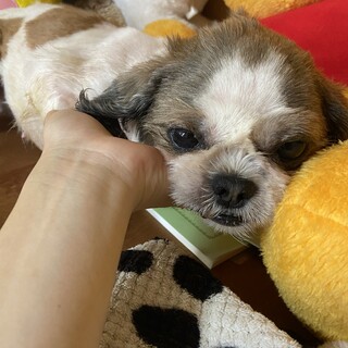 シーズー女の子