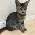トライアル決定⭐️ふんわりした表情の可愛い男の子