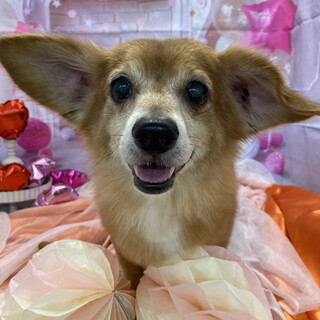 幸せみつかりました！