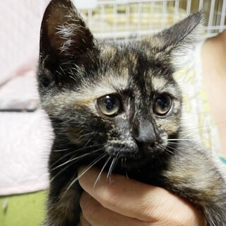 あまえんぼでおとなしい女の子