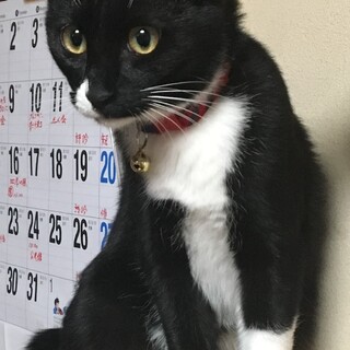 黒白タキシード柄・幸運のかぎしっぽ女子