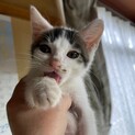 人も猫も大好きな男の子
