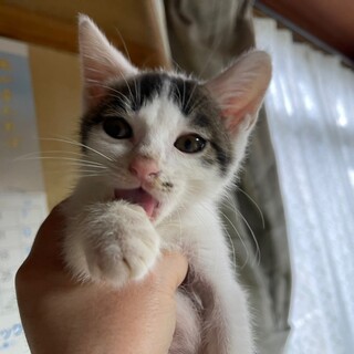 人も猫も大好きな男の子