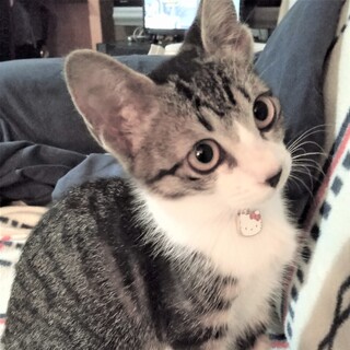 ゴロゴロが上手な大人しい女の子♡ムクちゃん