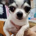 スムースチワワのルークくん♂５才