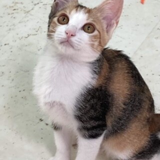 ちょっとビビリなプリティミケの　うたちゃん