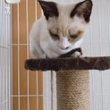 こねこの里親募集です！