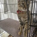 可愛い甘えん坊のサビキジ