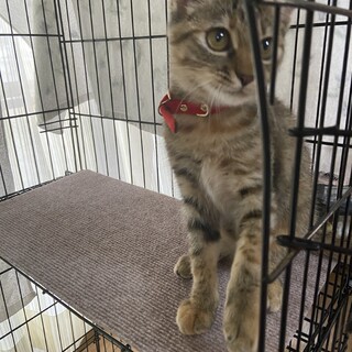 可愛い甘えん坊のサビキジ