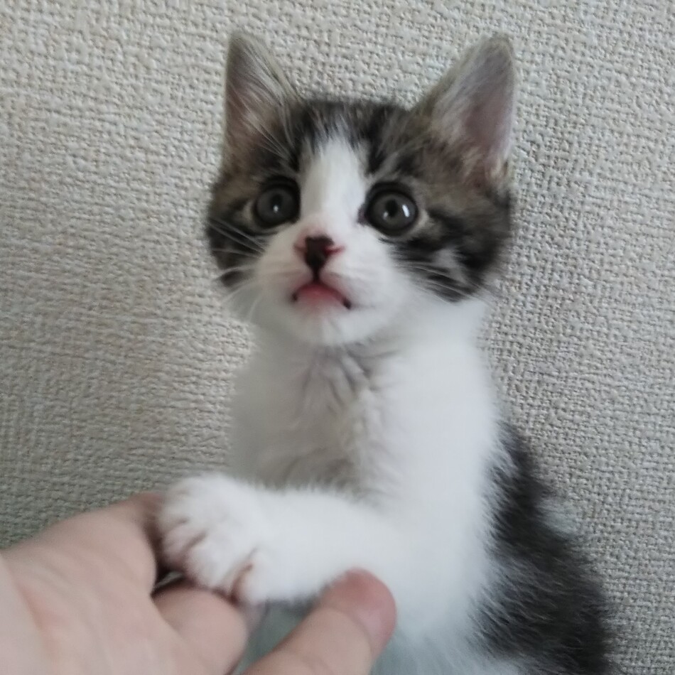 珠玲のカバー写真