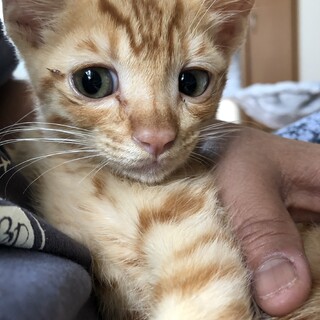 ありがとうございました★茶虎のすだちちゃん