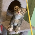 折れ耳がかわいい　なつちゃんです